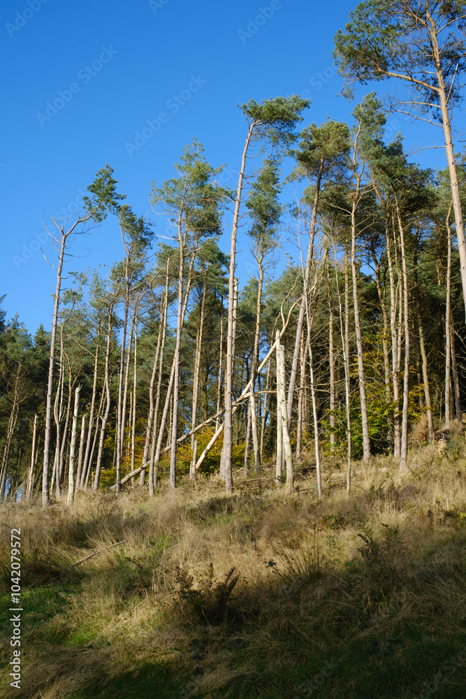 Tall trees reaching for the clear blue sky on a sunny day. Entwistle reservoir woodland Lancashire UK. Tall trees reaching for the clear blue sky on a sunny day. Entwistle reservoir woodland Lancashire UK.