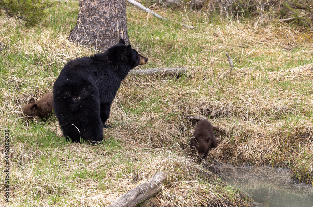 Sow Black Bear with Cubs in Springtime in Yellowstone National Park Wyoming Sow Black Bear with Cubs in Springtime in Yellowstone National Park Wyoming