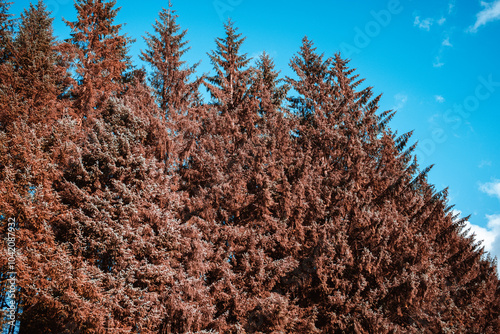 Majestic tall evergreen trees with a bright blue sky backdrop. Entwistle reservoir woodland Lancashire UK. photo