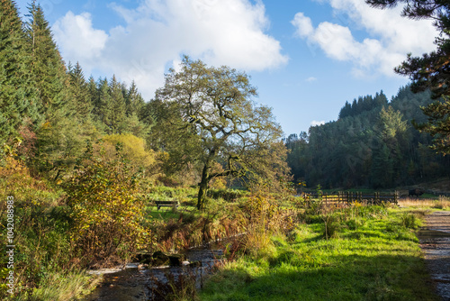 Entwistle reservoir woodland Lancashire UK. Serene forest landscape with a winding stream under a clear blue sky. photo