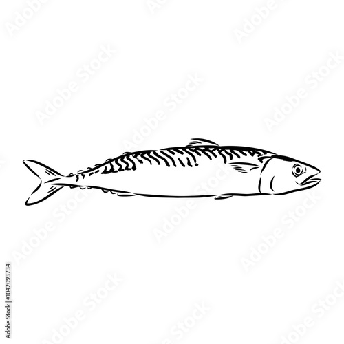 Detailed Sardine Fish vector illustration. Perfect for culinary, marine, and environmental designs.