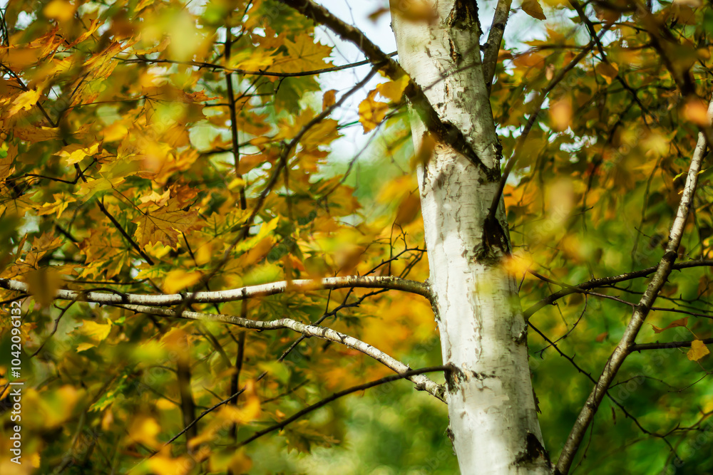 White birch trunk on a bright autumn background. White birch trunk on a bright autumn background.