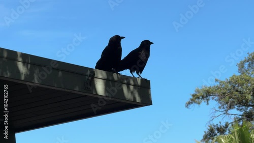 Pair of crows cawing on a roof edge