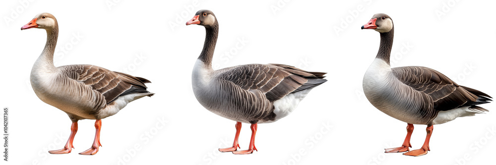 Three Greylag Geese Standing Isolated on White Background, Goose, Bird, Animal, Poultry