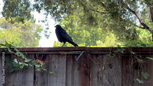 Crow stumbles on his way to perch beside his mate	