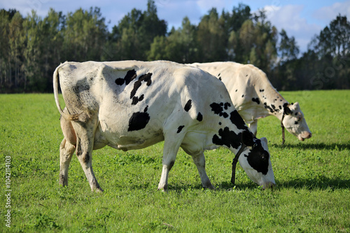 Two black-and-white cows are grazing in a green meadow with a forest in the background.