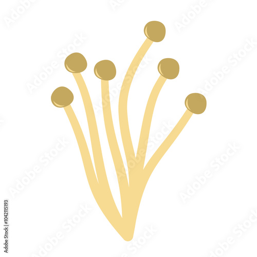 Enoki mushrooms. Vector illustration