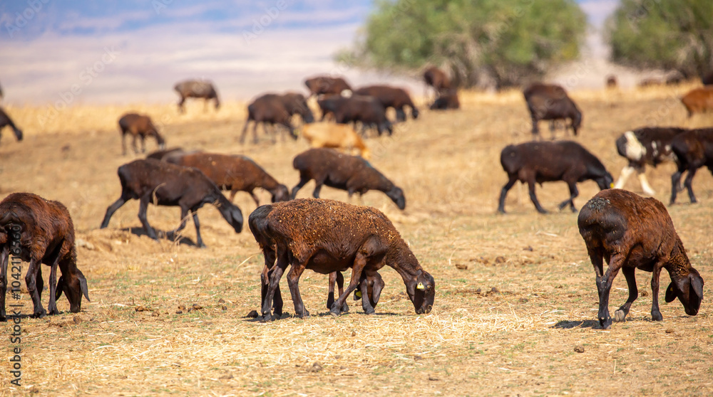 Fototapeta premium Rams and lambs graze in a meadow. Cattle grazing. A flock of rams walks across an autumn field in search of grass. sheep