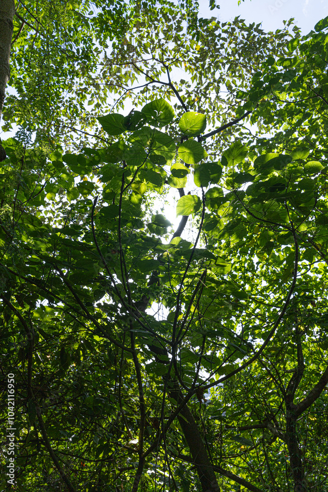Fototapeta premium greens , sun ,forest