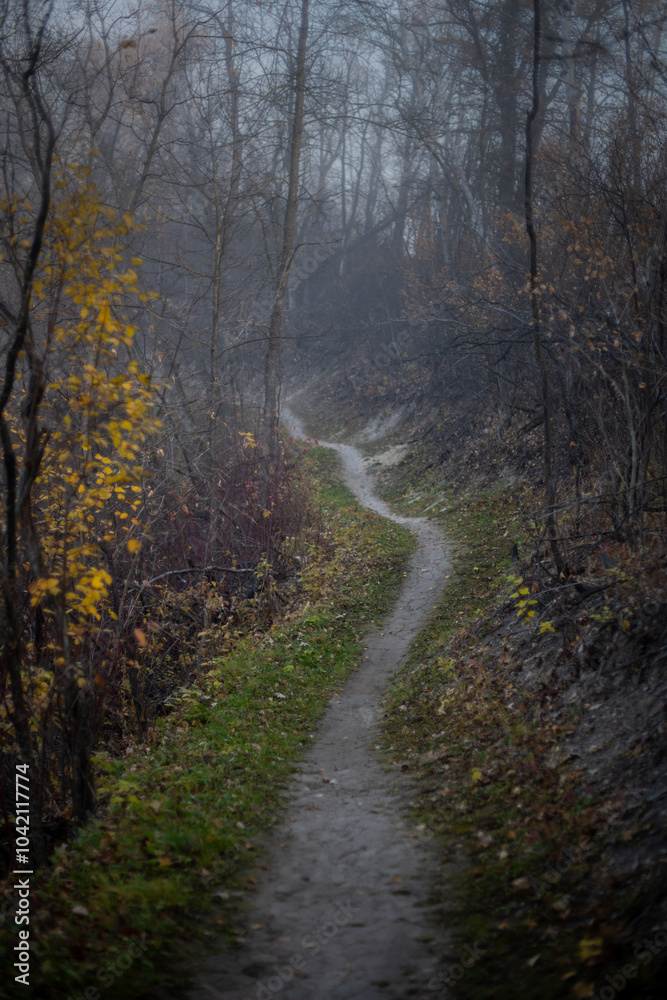 Obraz premium A dirt path running through a moody colored autumn forest partially hidden by fog 