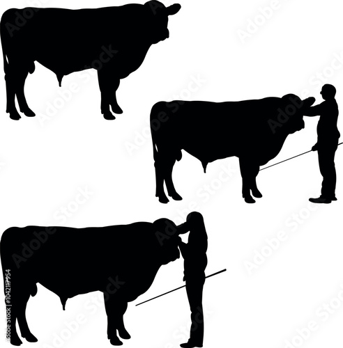 Beefalo Cow Show Vector, Livestock Judging Vector, Farm Girl Boy Vector, 4-H, FFA Show - Vector Art 