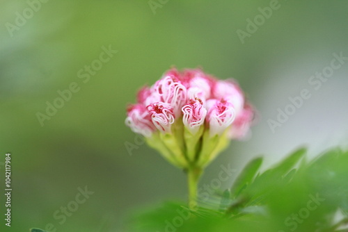 beautiful and exotic reddish flower background photo