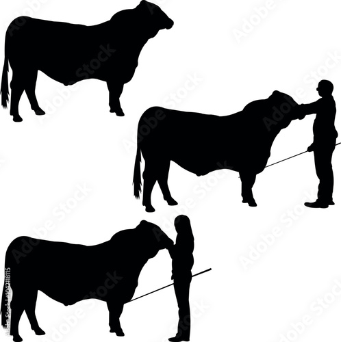Simbrah Cow Show Vector, Livestock Judging Vector, Farm Girl Boy Vector, 4-H, FFA Show - Vector Art 