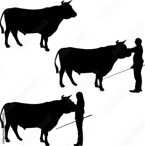 Randall Bull Cow Show Vector, Livestock Judging Vector, Farm Girl Boy Vector, 4-H, FFA Show - Vector Art 
