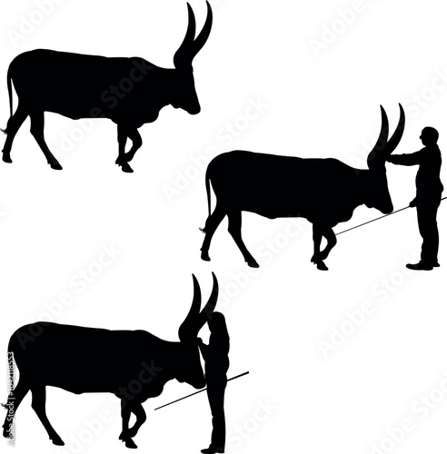 Ankole Watusi Cow Show Vector, Livestock Judging Vector, Farm Girl Boy Vector, 4-H, FFA Show - Vector Art 