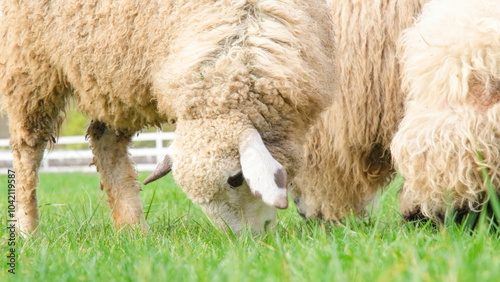 Shorn sheep resting in grassy field, calmly observing the surroundings photo