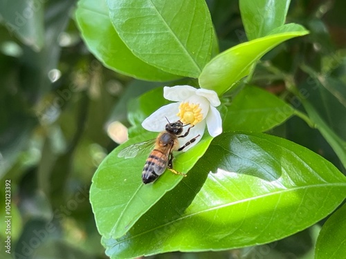 Unique flower in the middle of an agroecosystem in central Colombia