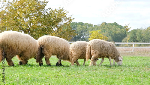 Shorn sheep resting in grassy field, calmly observing the surroundings photo