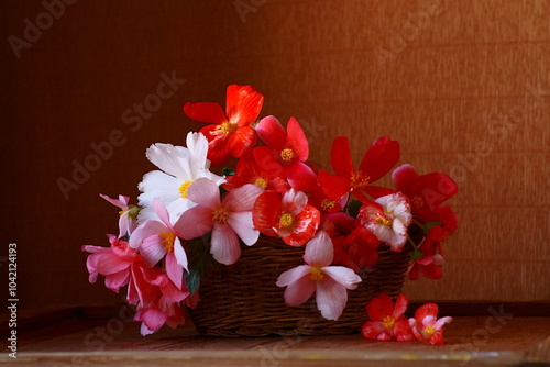 The splendor and vibrant colors of begonia flowers photo