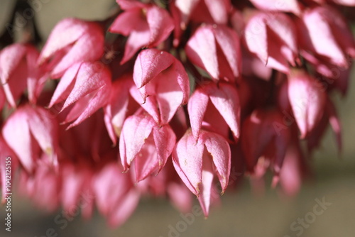 beautiful and exotic reddish flower background photo