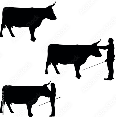 American Devon Cow Show,Livestock Judging Vector, Farm Girl Boy Vector, 4-H, FFA Show 