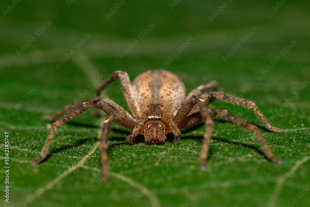 A beautiful spotted huntsman spider (Panaretella sp) in the wild A beautiful spotted huntsman spider (Panaretella sp) in the wild