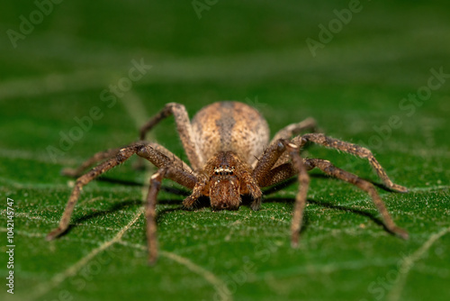 A beautiful spotted huntsman spider (Panaretella sp) in the wild photo