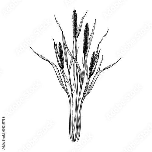 Timothy grass composition. Hand drawn vector illustration. Sketch in line art style painted by black inks For clip art, cards