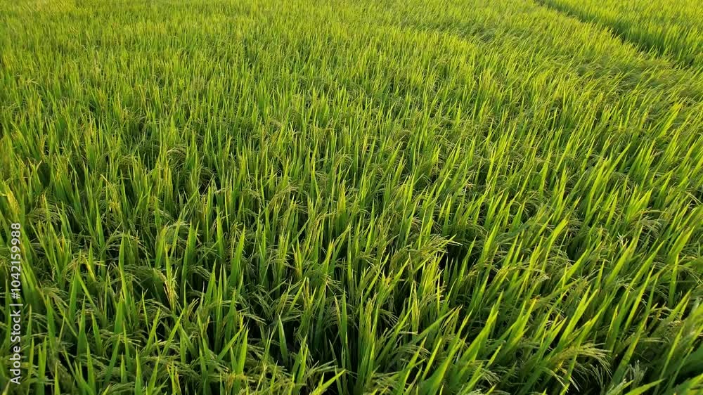 Lush green rice field under sunlight, symbolizing agriculture and harvest festivals like Pongal or Chinese New Year Lush green rice field under sunlight, symbolizing agriculture and harvest festivals like Pongal or Chinese New Year