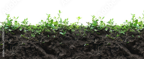 PNG Soil plants agriculture nature.