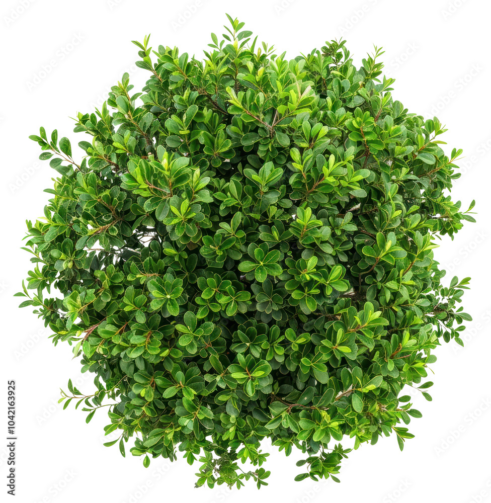 Obraz premium PNG Lush green topiary plant