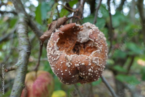 Decaying apple on a tree branch with fungal spores and mold, showing signs of rot and decomposition. photo