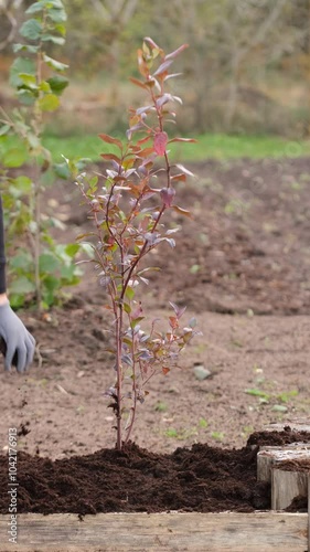 4k video on caring for blueberry bushes in the garden photo