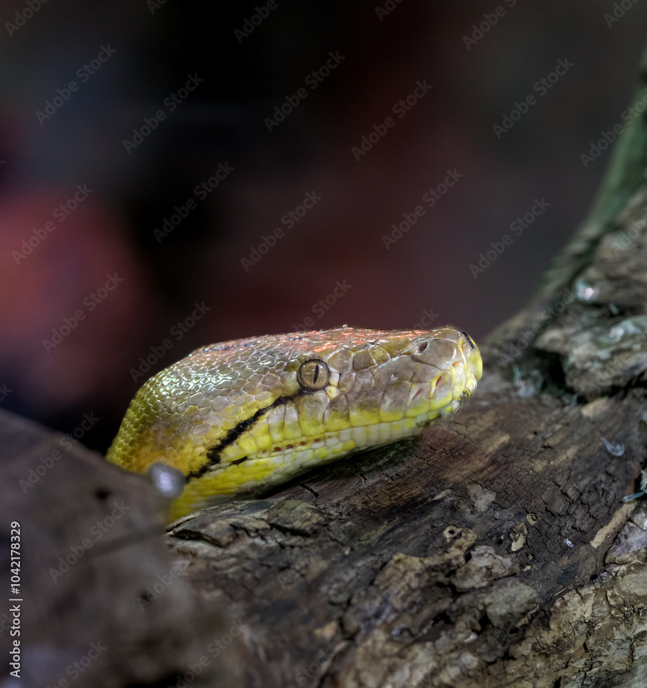 snake in the grass snake in the grass