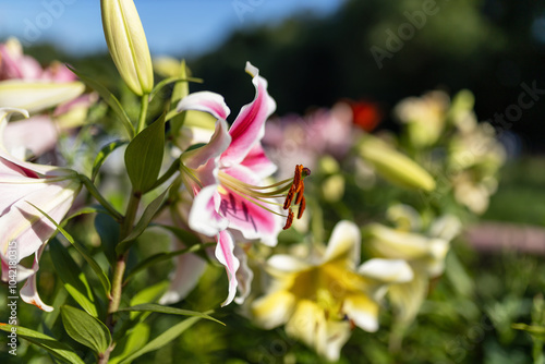 pink and white flower