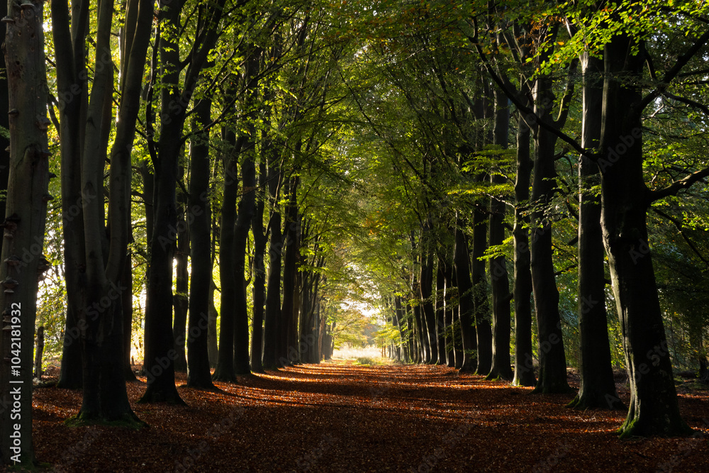 Fototapeta premium Long, straight path through a Beech forest, trees in autumn colours