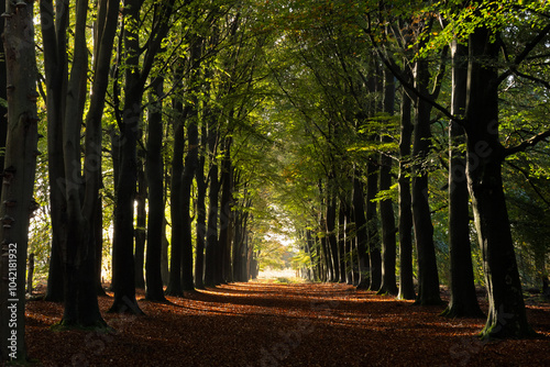 Long, straight path through a Beech forest, trees in autumn colours photo