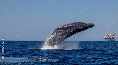 Photography humpback whale in the sea, humpback jumping, humpback breaching , Oxnard, Califo