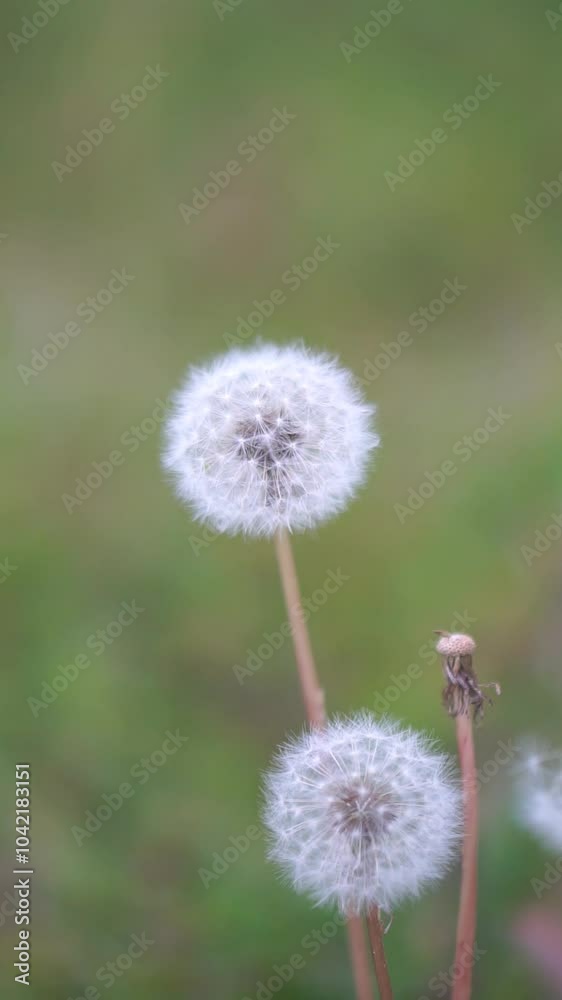 This very beautiful vertical video of Dandelion growing among the green grass in the garden