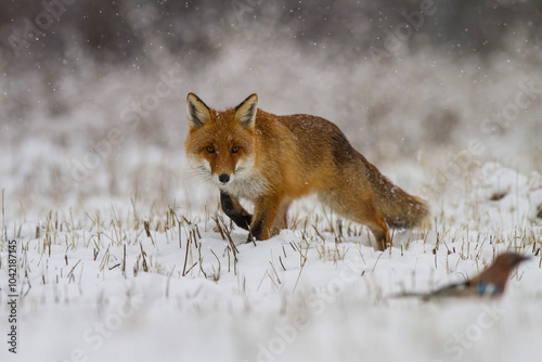 Lis rudy, lis pospolity, Vulpes vulpes, zimą w padającym śniegu