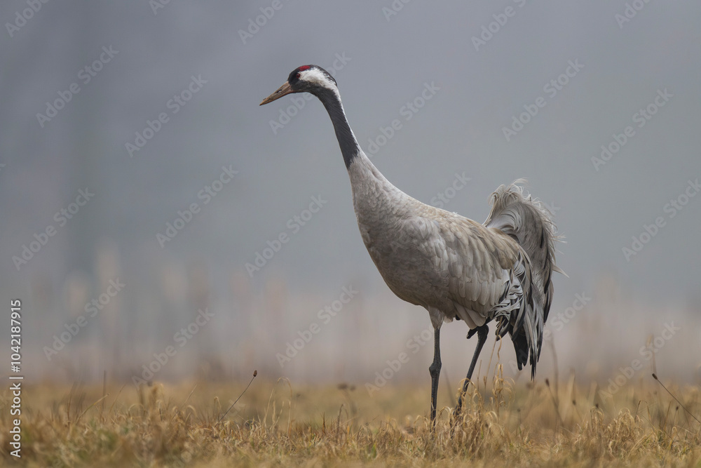 Fototapeta premium Żuraw, żuraw popielaty, żuraw szary, Grus grus