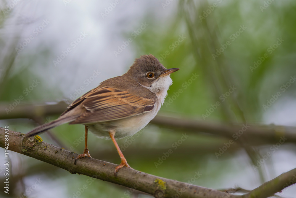 Cierniówka, pokrzewka cierniówka (Curruca communis) Cierniówka, pokrzewka cierniówka (Curruca communis)