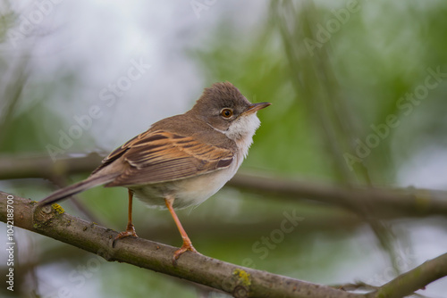 Cierniówka, pokrzewka cierniówka (Curruca communis) photo