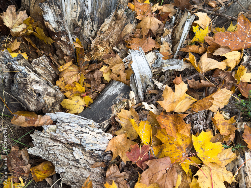 A closeup of the ground covered in dried branches and leaves under the sunlight in autumn A closeup of the ground covered in dried branches and leaves under the sunlight in autumn