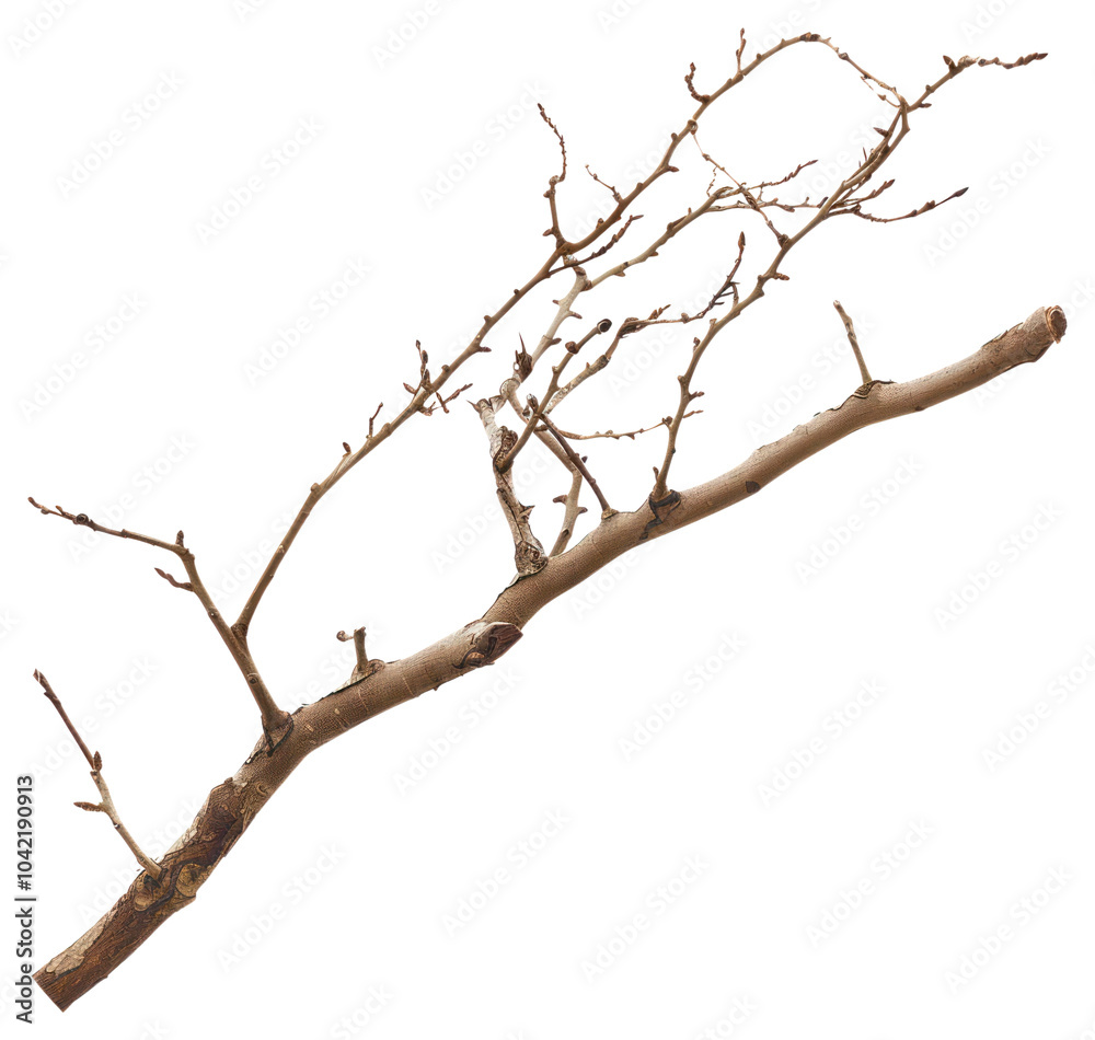 PNG Branch background isolated white. PNG Branch background isolated white.
