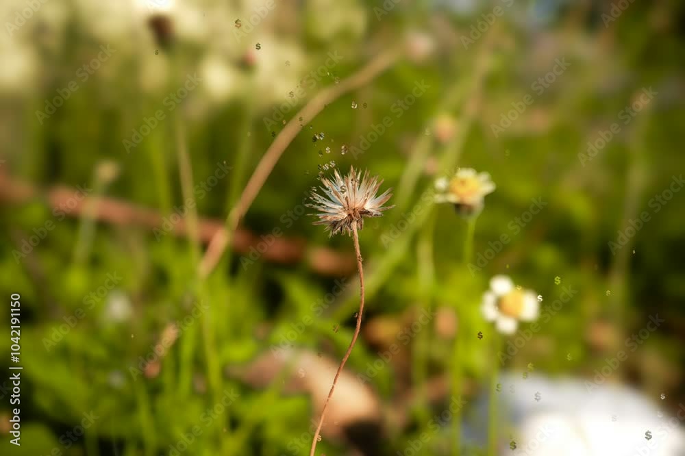 Bidens pilosa flowers growing wild among the grass Bidens pilosa flowers growing wild among the grass