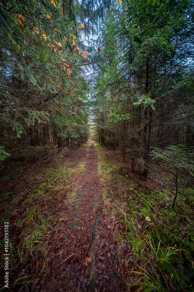 Fototapeta premium A Scenic Autumn Pathway Surrounded by Lush Woods Filled with Vibrant Colors and Serenity
