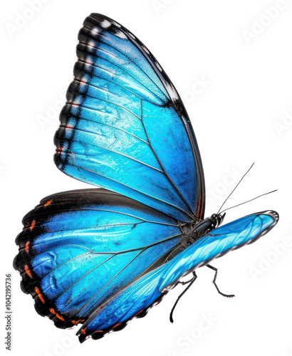 PNG Morpho achilles butterfly invertebrate animal. photo