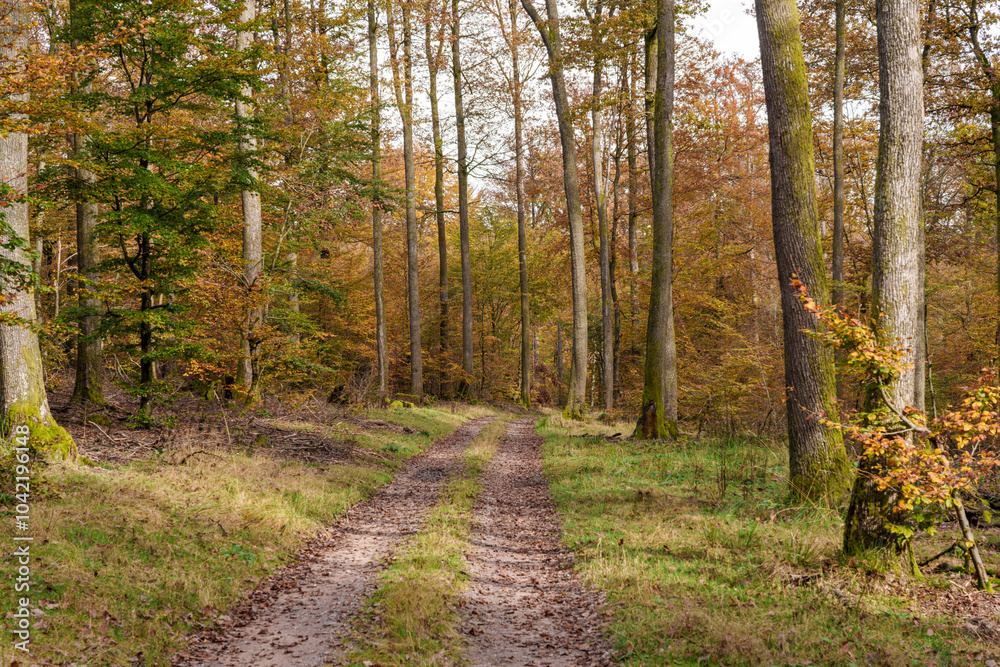 A Scenic Autumn Pathway Surrounded by Lush Woods Filled with Vibrant Colors and Serenity A Scenic Autumn Pathway Surrounded by Lush Woods Filled with Vibrant Colors and Serenity