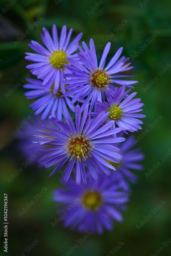 Fototapeta premium Wild flower - purple prairie aster - Aster amellus